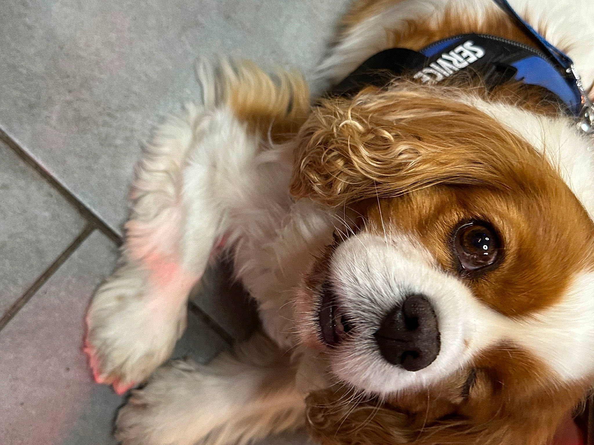 Oksy participe au concours pour gagner de l'argent avec cette photo : canidae, carnivore, companion_dog, dog, dog_breed, dog_supply, eye, eyewear, fawn, fur, liver, puppy_love, small_terrier, snout, sporting_group, terrier, toy, toy_dog, whiskers, working_animal