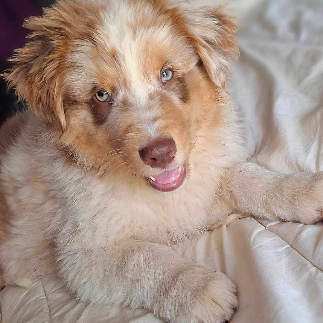 Baïco a rejoint le concours — aidez-le/la à gagner de superbes lots ! puppy, dog, blue_eyes, fluffy, cute, pet, animal, canine, laying_down, soft, white_blanket, playful, happy, fur, close_up, indoors, young_dog, adorable, mammal, portrait