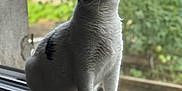 Sauvage participe au concours pour gagner de l'argent avec cette photo : cat, windowsill, white_fur, black_patch, sitting, looking_up, indoor, natural_light, blurred_background, garden, curious, pet, animal, feline, soft_fur, close_up, daylight, window, home, quiet
