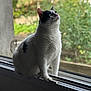 cat, windowsill, white_fur, black_patch, sitting, looking_up, indoor, natural_light, blurred_background, garden, curious, pet, animal, feline, soft_fur, close_up, daylight, window, home, quiet