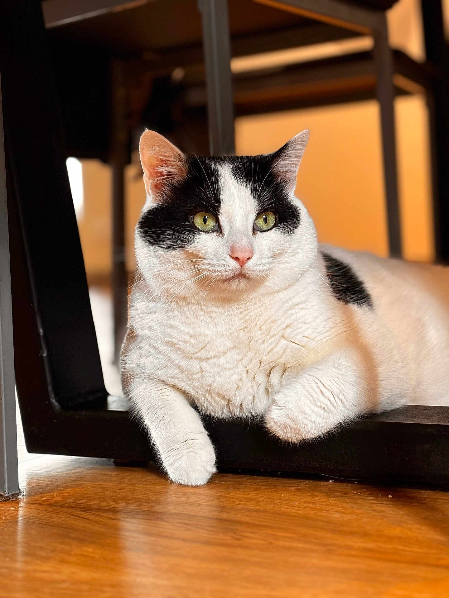 Sauvage participe au concours pour gagner de l'argent avec cette photo : cat, black_and_white, feline, indoor, wooden_floor, chair, pet, animal, fur, paw, relaxed, green_eyes, close_up, portrait, domestic_cat, resting, cute, whiskers, household, calm