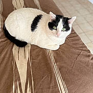 Sauvage a rejoint le concours — aidez-le/la à gagner de superbes lots ! cat, black_and_white, green_eyes, bedspread, patterned, indoor, pet, feline, resting, curled_up, cozy, looking_at_camera, fur, whiskers, ears, animal, domestic, cute, calm, comfortable