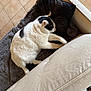 Sauvage a rejoint le concours — aidez-le/la à gagner de superbes lots ! cat, black_and_white, sleeping, fluffy, mat, pillow, couch, beige, tile_floor, indoor, pet, cozy, relaxed, resting, fur, whiskers, paw, home, animal, quiet