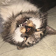 Tatamis is registered to the contest to win money with this photo: cat, fluffy, close_up, teeth, relaxed, sleeping, pet, whiskers, feline, indoor, soft, texture, gray, fabric, cute, animal, mammal, nose, fur, lying_down