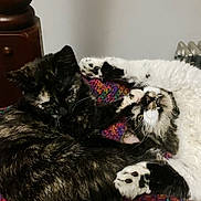 Fraya And Tatamis is registered to the contest to win money with this photo: animal, black_cat, blanket, cat, cats, cozy, cute, domestic_cat, feline, fur, indoor, multicolor, paws, pet, playing, relaxed, resting, snuggle, teeth, white_cat