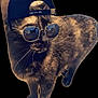 cat, tortoiseshell, hat, cap, sunglasses, animal, pet, fashion, accessory, black_background, closeup, portrait, cool, stylish, whiskers, feline, standing, reflection, eyewear, casual