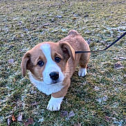 Benny is registered to the contest to win money with this photo: puppy, dog, grass, leash, outdoor, animal, cute, walking, pet, young, brown, white, fur, nature, leaf, cold, frost, small, mammal, canine
