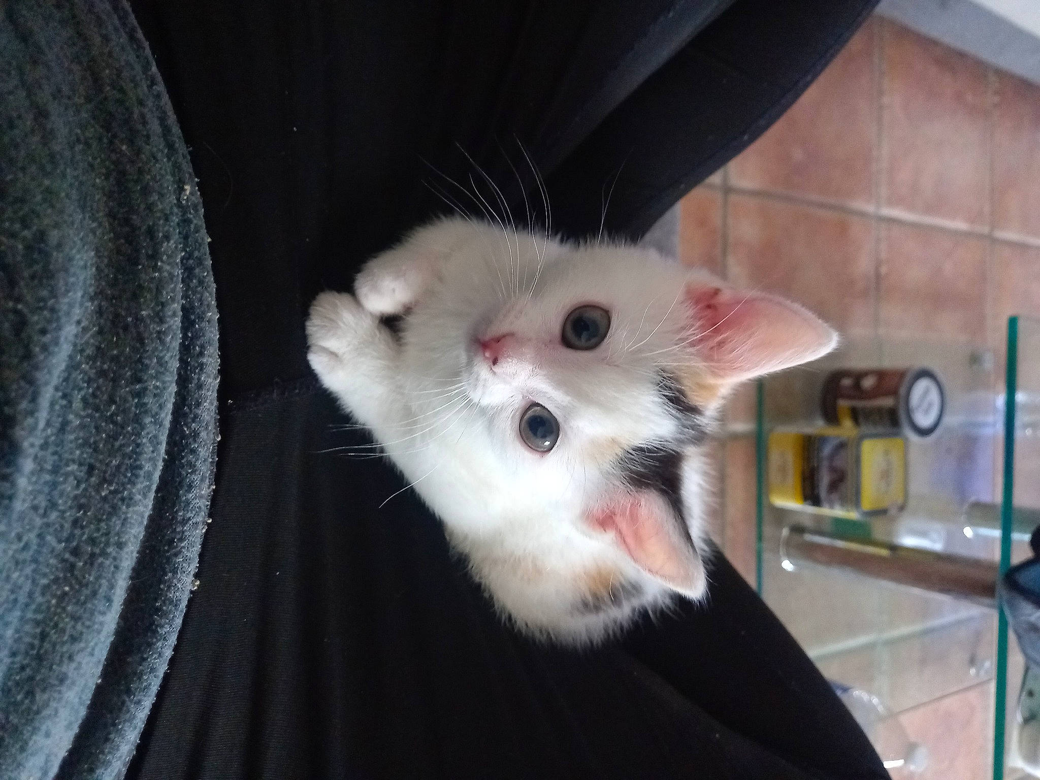 Una participe au concours pour gagner de l'argent avec cette photo : canidae, carnivore, cat, claw, clock, dog_breed, domestic_short_haired_cat, fawn, felidae, fur, paw, small_to_medium_sized_cats, tail, whiskers