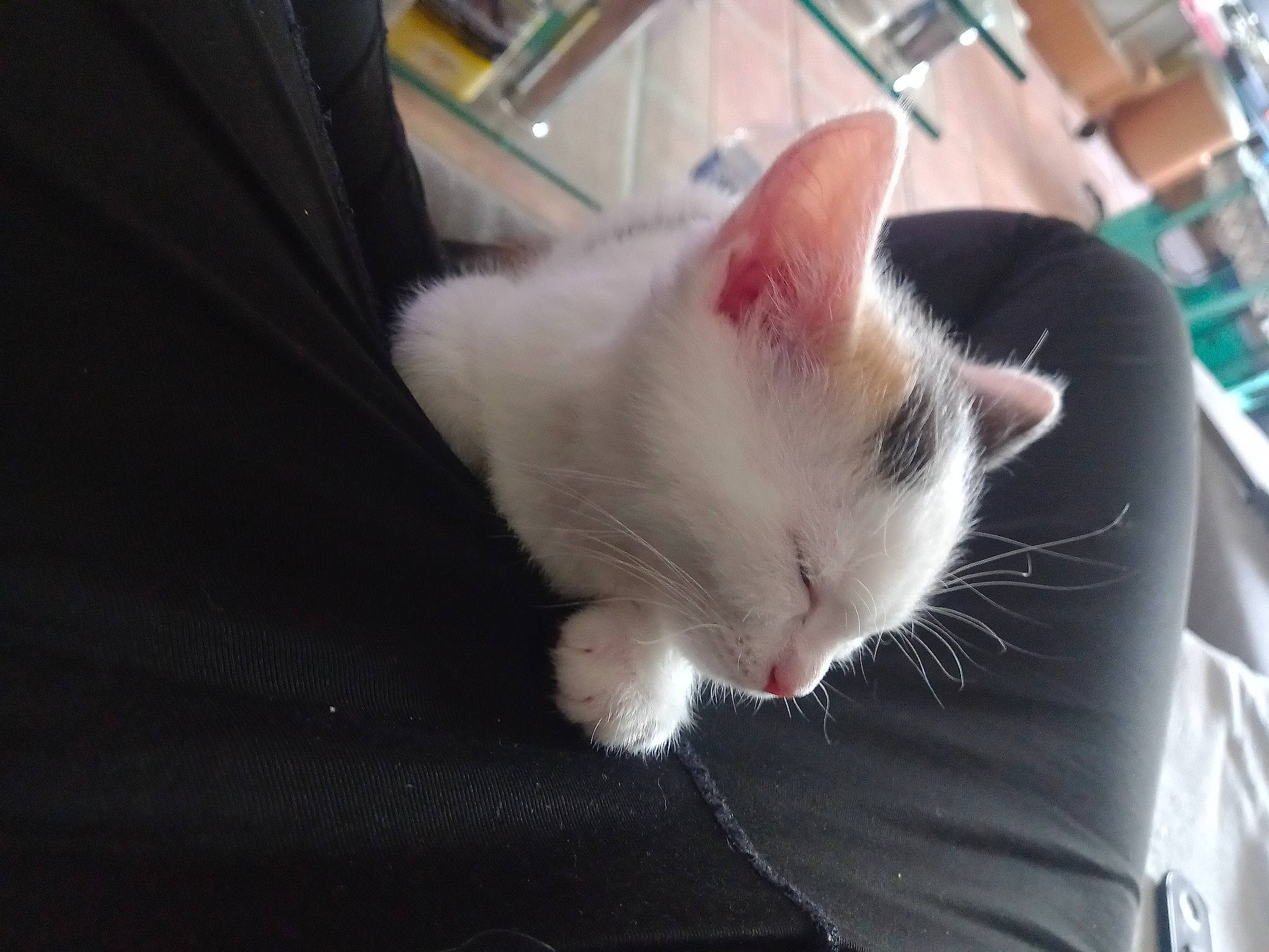 Una a rejoint le concours — aidez-le/la à gagner de superbes lots ! carnivore, cat, domestic_short_haired_cat, felidae, fur, paw, small_to_medium_sized_cats, snout, tail, whiskers