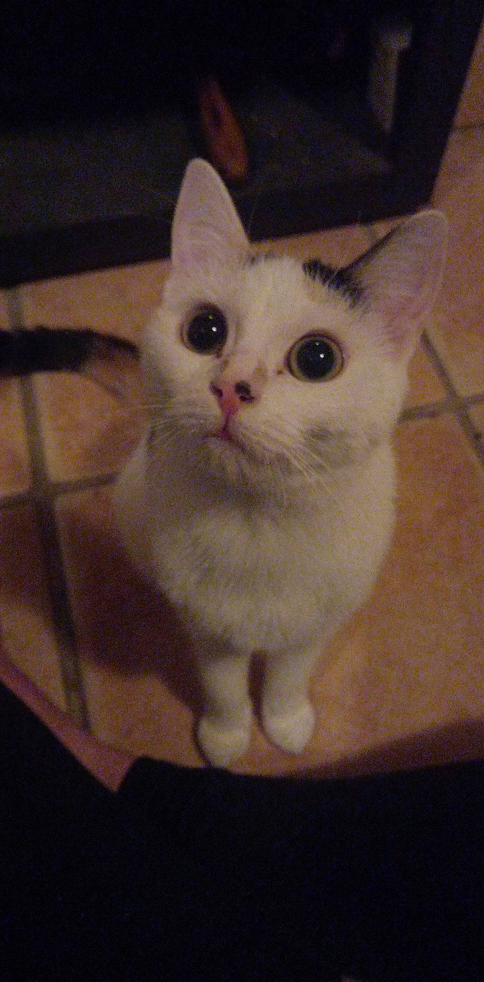 Una participe au concours pour gagner de l'argent avec cette photo : carnivore, cat, domestic_short_haired_cat, fawn, felidae, fur, paw, photo_caption, small_to_medium_sized_cats, snout, tail, whiskers