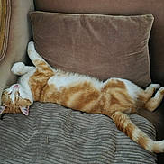 Leon a rejoint le concours — aidez-le/la à gagner de superbes lots ! cat, orange_cat, white_cat, sleeping, armchair, cushion, furniture, pet, indoor, cozy, relaxed, fur, whiskers, tail, paw, resting, cute, domestic_animal, mammal, nap