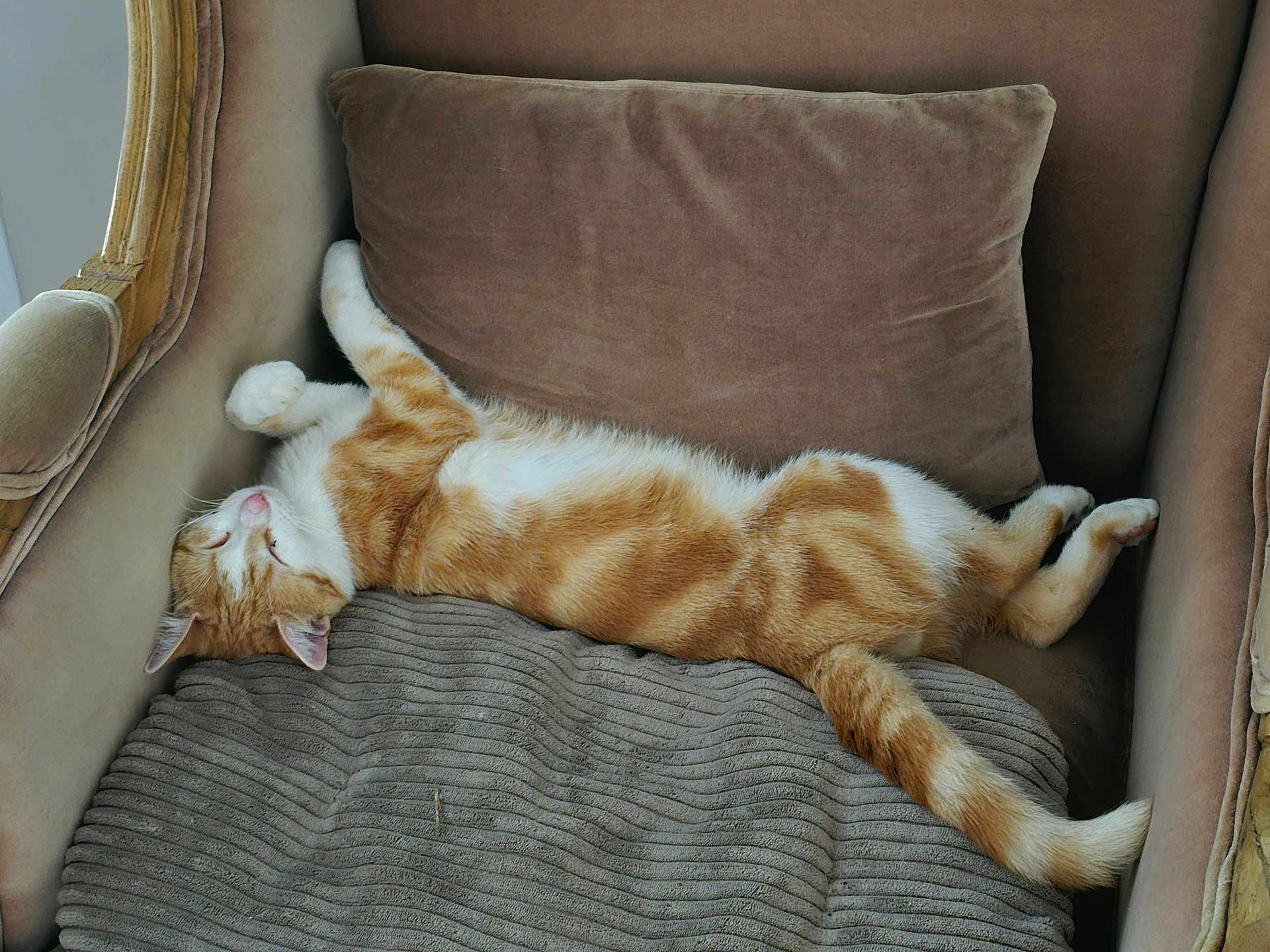 Leon a rejoint le concours — aidez-le/la à gagner de superbes lots ! cat, orange_cat, white_cat, sleeping, armchair, cushion, furniture, pet, indoor, cozy, relaxed, fur, whiskers, tail, paw, resting, cute, domestic_animal, mammal, nap