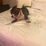 Bobo is registered to the contest to win money with this photo: dog, bed, bedding, pillow, indoor, pet, black_and_white, collar, tongue_out, resting, furniture, home, animal, playful, canine, bedroom, comfort, blanket, relaxed, domestic