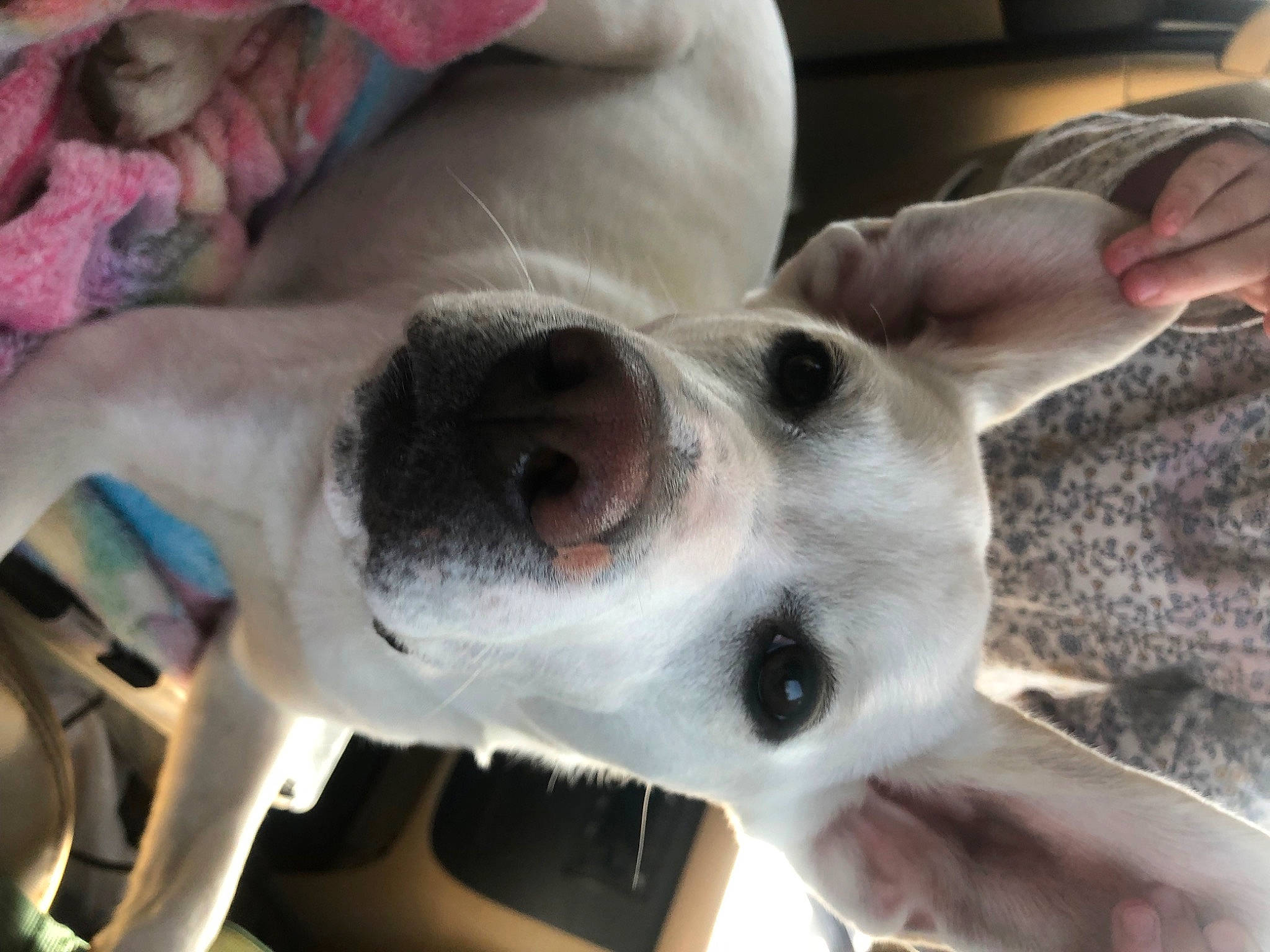 Eddie is registered to the contest to win money with this photo: canidae, carnivore, collar, companion_dog, dog, dog_breed, dog_collar, ear, fawn, fur, jaw, metal, non_sporting_group, snout, sporting_group, vehicle, whiskers, working_animal