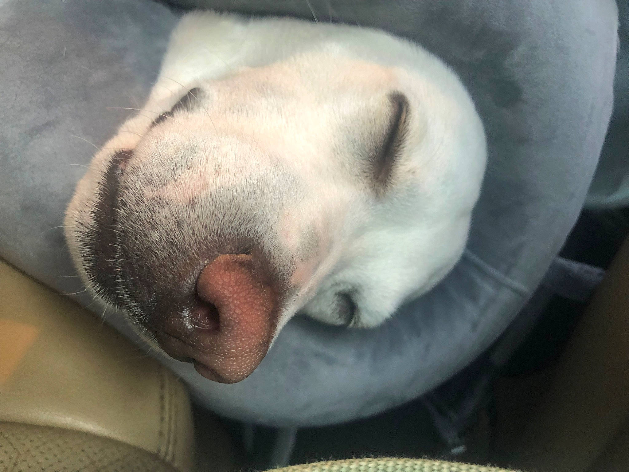 Eddie joined the competition — help win amazing prizes! canidae, carnivore, comfort, companion_dog, dog, dog_breed, fawn, felidae, foot, fur, grey, jaw, nap, paw, snout, sporting_group, terrestrial_animal, whiskers, wildlife, working_animal