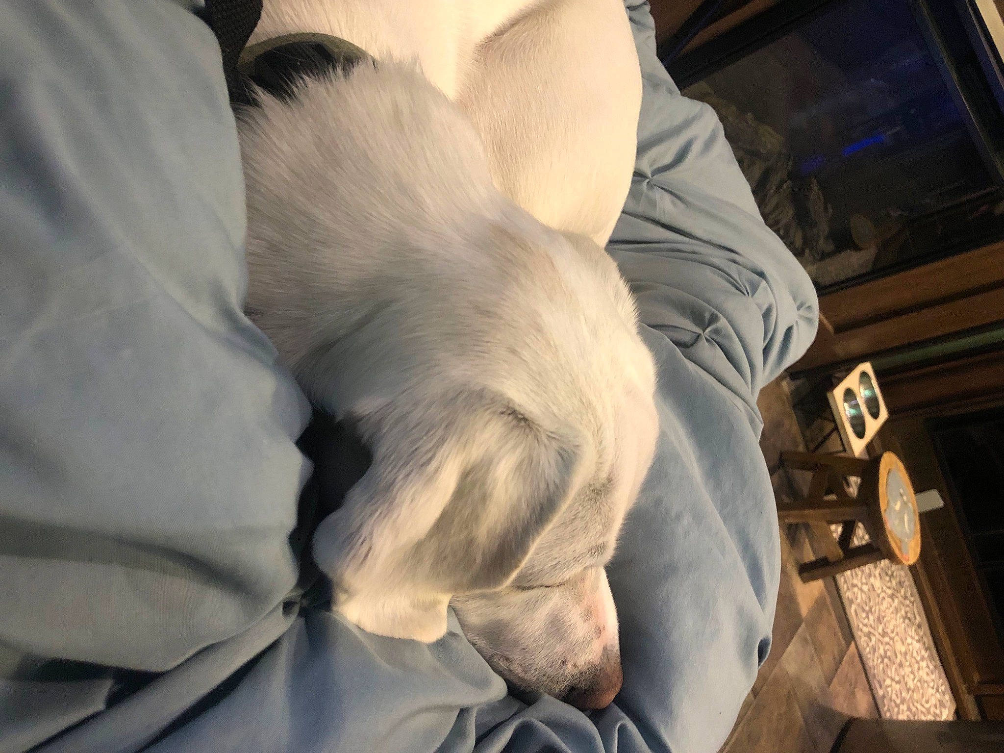 Eddie joined the competition — help win amazing prizes! comfort, fur, gesture, human_leg, linens, nap, room