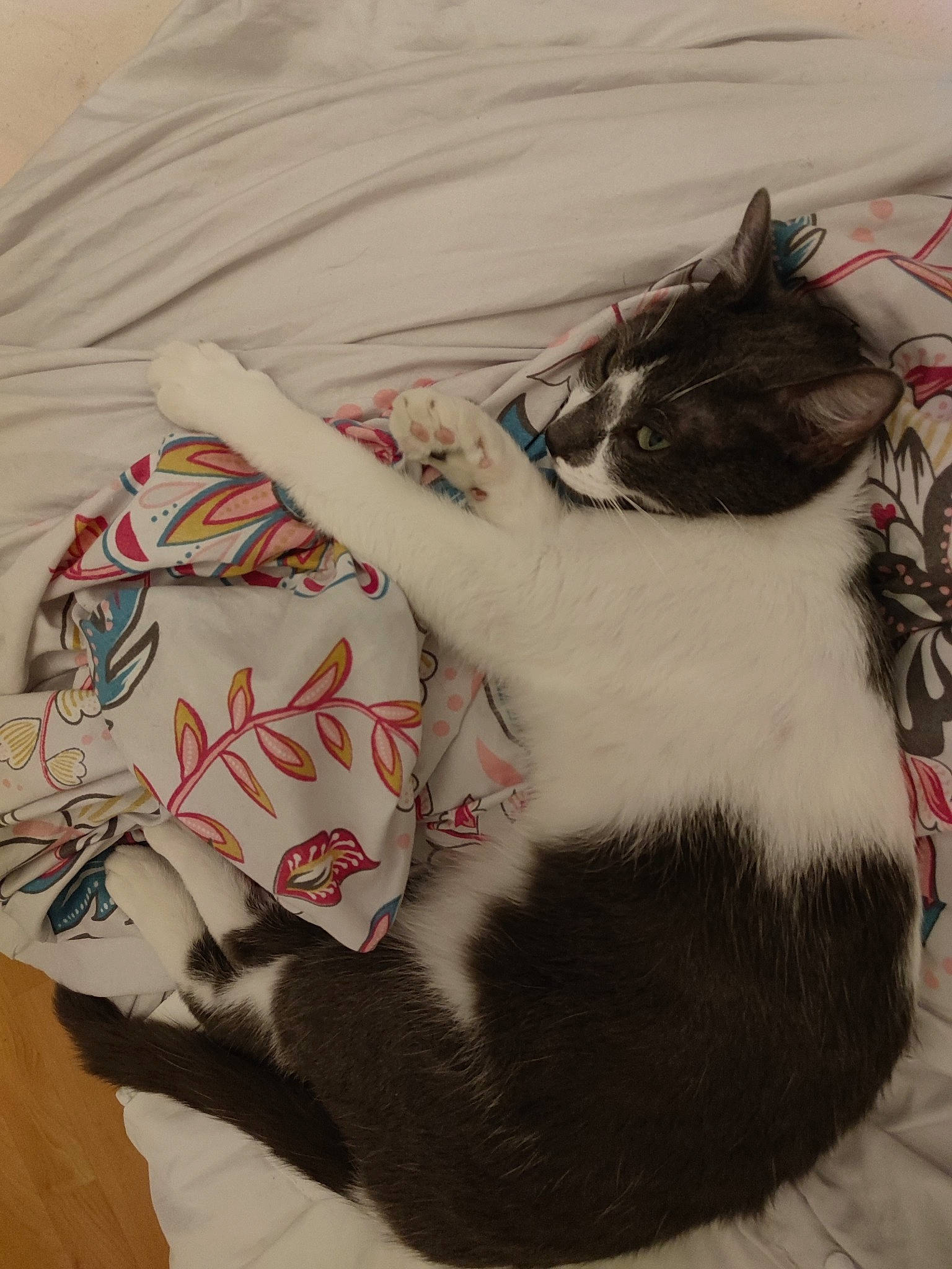 Jupiter a rejoint le concours — aidez-le/la à gagner de superbes lots ! bag, carmine, carnivore, cat, comfort, domestic_short_haired_cat, felidae, fur, grey, linens, luggage_and_bags, nap, pattern, paw, small_to_medium_sized_cats, tail, whiskers