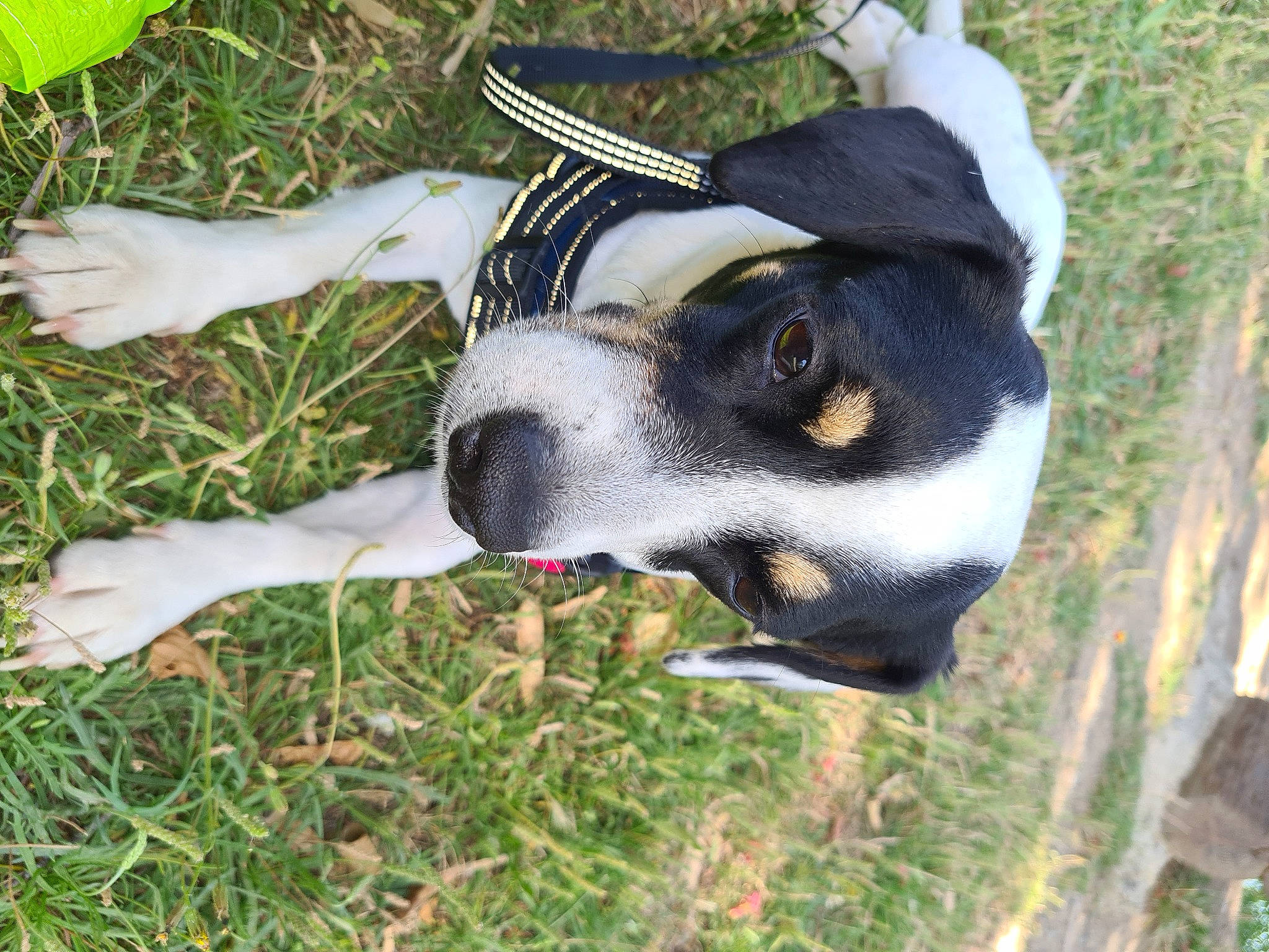 Lilou a rejoint le concours — aidez-le/la à gagner de superbes lots ! canidae, carnivore, collar, companion_dog, dog, dog_breed, dog_collar, fashion_accessory, fawn, grass, guard_dog, people_in_nature, personal_protective_equipment, plant, snout, sporting_group, terrestrial_animal, whiskers, working_animal, working_dog