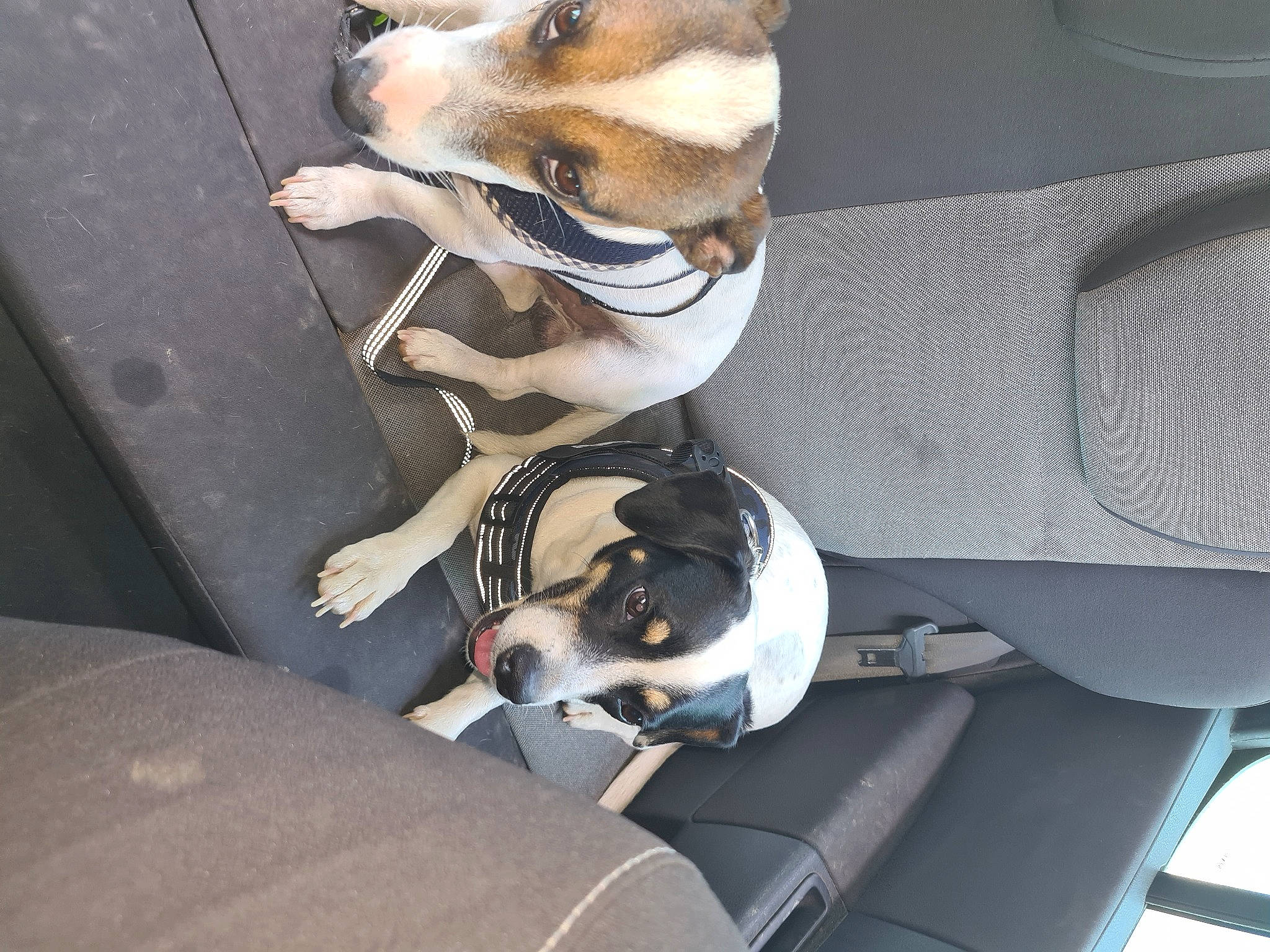 Lilou participe au concours pour gagner de l'argent avec cette photo : auto_part, automotive_design, automotive_exterior, canidae, car_seat, car_seat_cover, carnivore, collar, comfort, companion_dog, dog, dog_breed, dog_collar, metal, motor_vehicle, snout, sporting_group, vehicle, vehicle_door, working_animal