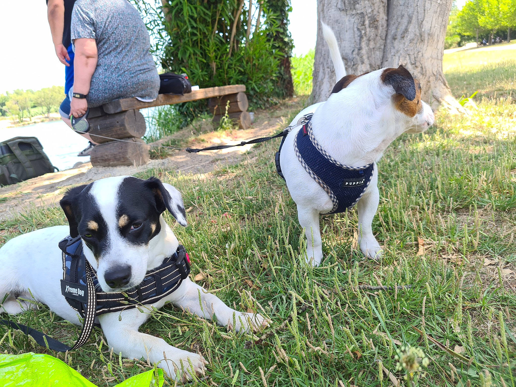 Lilou participe au concours pour gagner de l'argent avec cette photo : canidae, carnivore, collar, companion_dog, dog, dog_breed, dog_collar, fashion_accessory, grass, green, hunting_dog, leash, non_sporting_group, plant, snout, sporting_group, tail, tree, working_animal, working_dog