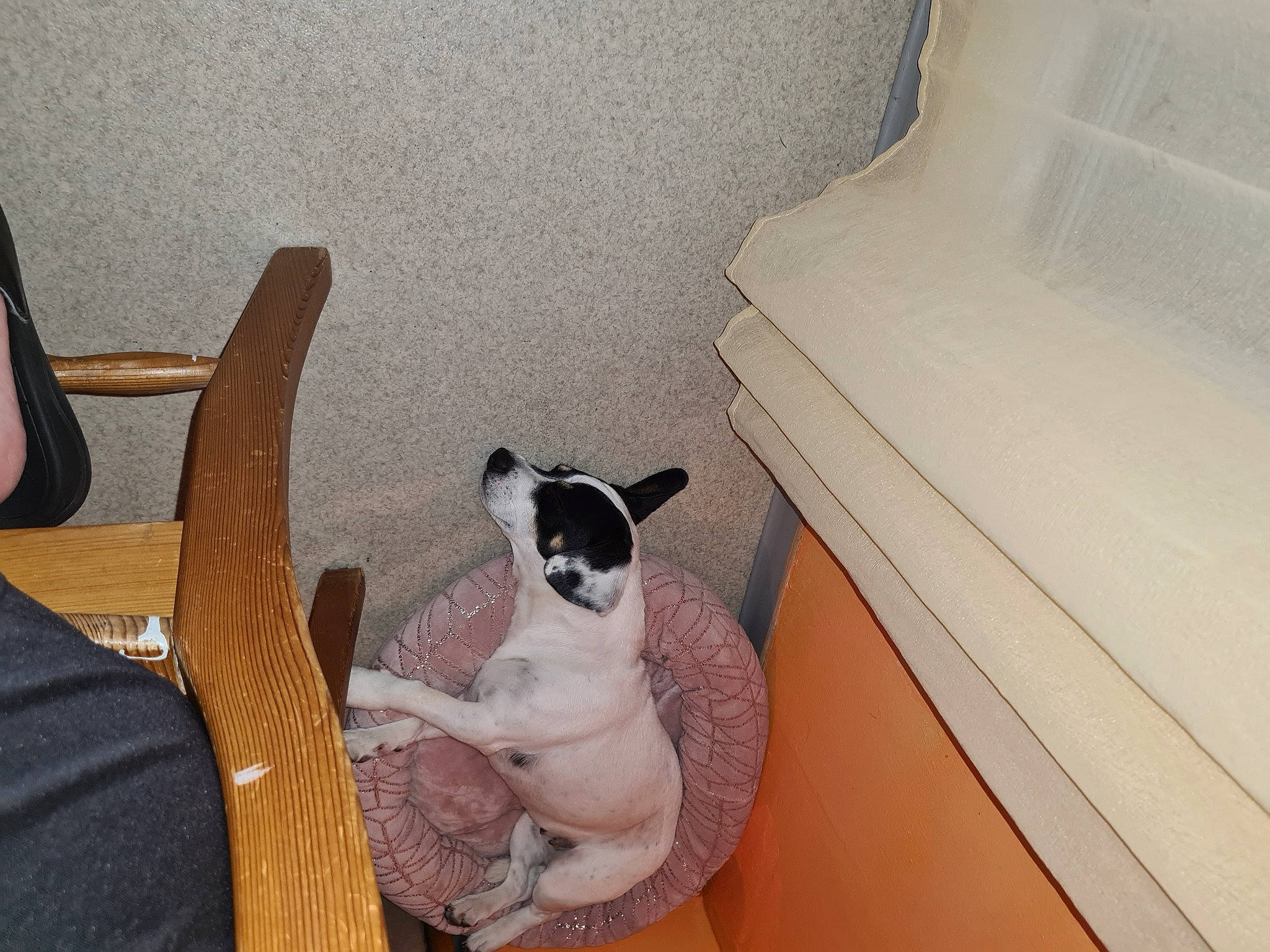 Lilou participe au concours pour gagner de l'argent avec cette photo : boston_terrier, carnivore, comfort, companion_dog, couch, dog, dog_breed, fawn, felidae, floor, flooring, hardwood, mammal, small_to_medium_sized_cats, snout, tail, toy_dog, vertebrate, whiskers, wood