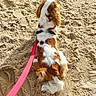 Apollon participe au concours pour gagner de l'argent avec cette photo : dog, sand, beach, leash, brown_and_white, sitting, pet, outdoor, fur, animal, canine, harness, sunlight, texture, nature, footprint, relaxing, summer, companion, playful