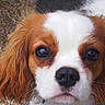 Apollon participe au concours pour gagner de l'argent avec cette photo : dog, puppy, cavalier_king_charles_spaniel, close_up, portrait, face, brown_eyes, white_fur, brown_fur, whiskers, nose, ears, cute, pet, animal, fluffy, looking_at_camera, outdoor, soft_light, expression