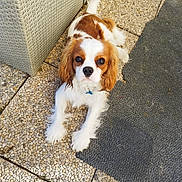 Apollon a rejoint le concours — aidez-le/la à gagner de superbes lots ! dog, cavalier_king_charles_spaniel, pet, outdoor, patio, stone_floor, fur, white_and_brown, cute, animal, canine, paw, laying_down, looking_up, sunlight, wicker_chair, texture, fluffy, companion, domestic