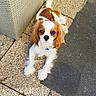 dog, cavalier_king_charles_spaniel, pet, outdoor, patio, stone_floor, fur, white_and_brown, cute, animal, canine, paw, laying_down, looking_up, sunlight, wicker_chair, texture, fluffy, companion, domestic