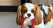 Apollon participe au concours pour gagner de l'argent avec cette photo : dog, cavalier_king_charles_spaniel, toy, rope, indoor, pet, animal, brown_and_white, floor, wooden_cabinet, cute, playing, leash, fur, ears, mouth, looking_up, companion, domestic, small_dog
