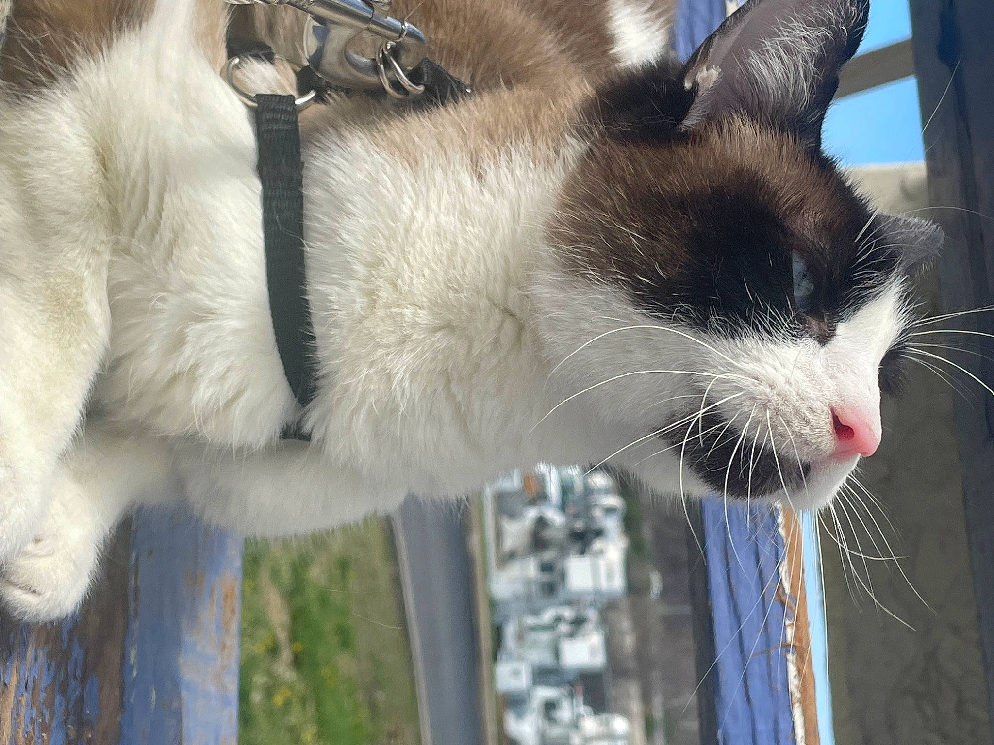 Jax joined the competition — help win amazing prizes! balinese, carnivore, cat, collar, domestic_short_haired_cat, felidae, fur, grass, pet_supply, plant, small_to_medium_sized_cats, snout, tail, terrestrial_animal, thai, tree, water, whiskers