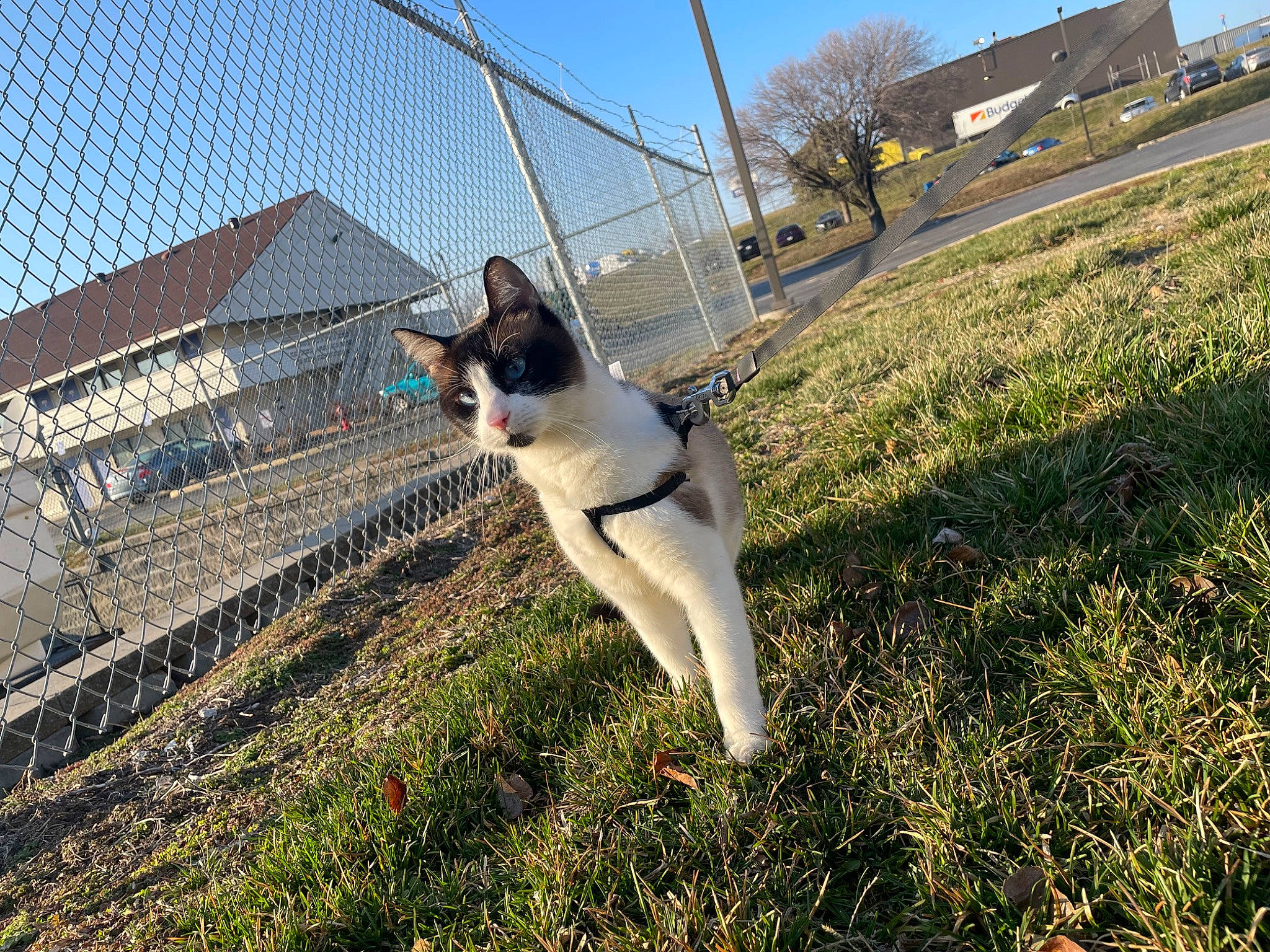Jax is registered to the contest to win money with this photo: building, canidae, carnivore, cat, companion_dog, dog_breed, domestic_short_haired_cat, fawn, felidae, grass, landscape, plant, roof, sky, small_to_medium_sized_cats, sporting_group, tail, tree, whiskers, window