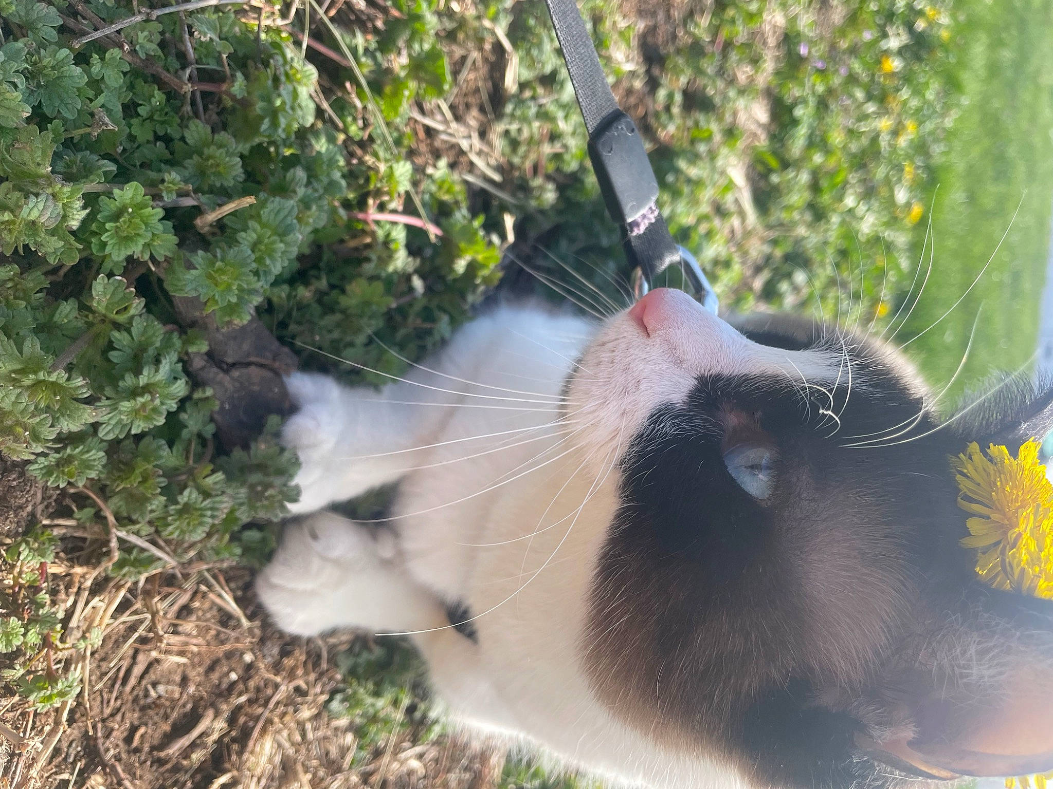 Jax joined the competition — help win amazing prizes! canidae, carnivore, cat, collar, dog_breed, domestic_short_haired_cat, fawn, felidae, fur, grass, plant, small_to_medium_sized_cats, snout, sporting_group, sunglasses, tail, terrestrial_animal, tree, whiskers, window