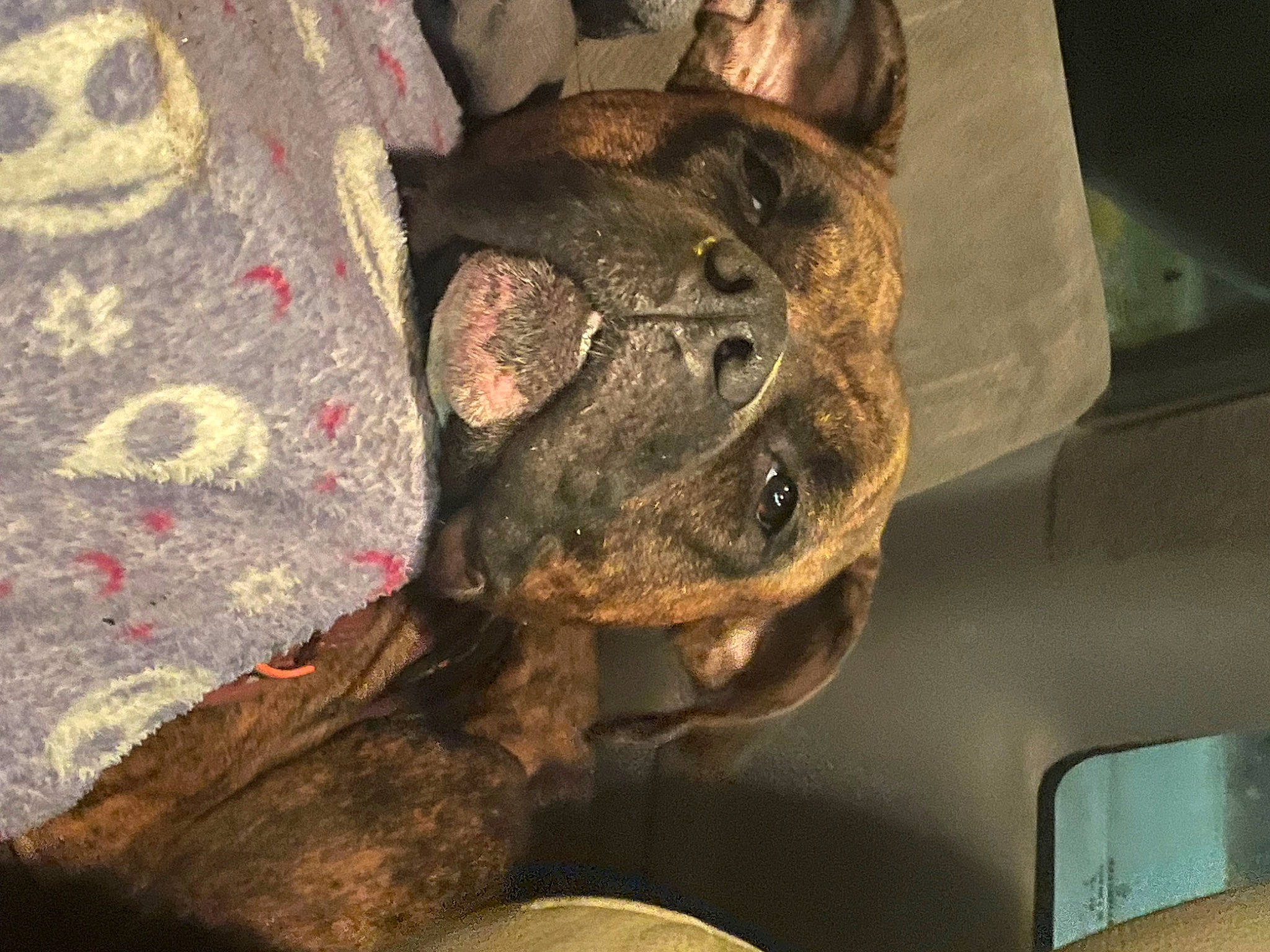 Isabella Nash joined the competition — help win amazing prizes! canidae, carnivore, comfort, companion_dog, dog, dog_breed, felidae, fur, guard_dog, hat, military_camouflage, pattern, snout, sporting_group, tree, vehicle_door, visual_arts, whiskers, wood, working_animal