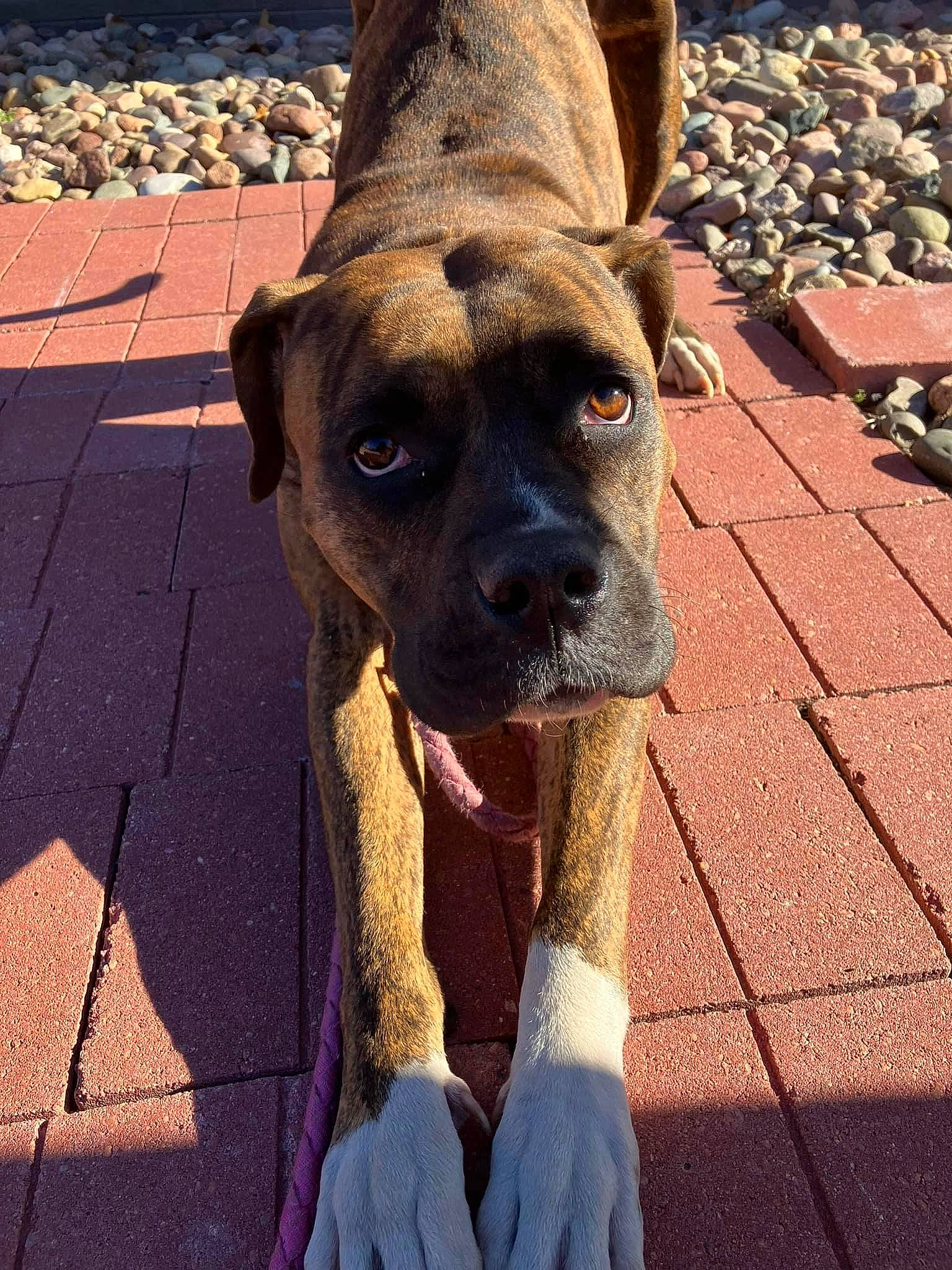 Isabella Nash is registered to the contest to win money with this photo: canidae, carnivore, collar, companion_dog, dog, dog_breed, dog_collar, dog_supply, electric_blue, fawn, guard_dog, molosser, pet_supply, road_surface, snout, sporting_group, whiskers, working_animal, working_dog, wrinkle