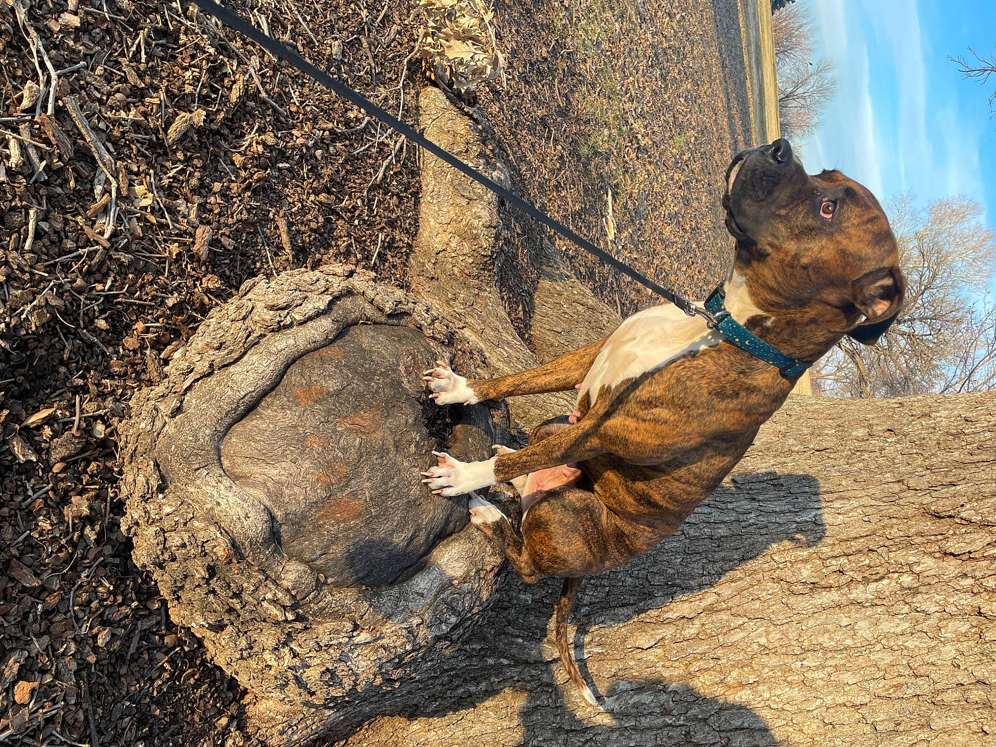 Isabella Nash joined the competition — help win amazing prizes! canidae, carnivore, dog_breed, dog_supply, fawn, galliformes, grass, landscape, leash, liver, livestock, pack_animal, shadow, sky, soil, tail, terrestrial_animal, trunk, wood, working_animal