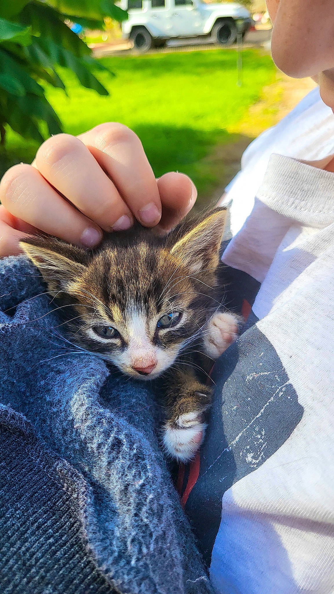 Mustang a rejoint le concours — aidez-le/la à gagner de superbes lots ! carnivore, cat, claw, denim, domestic_short_haired_cat, fawn, felidae, finger, fur, grass, leisure, nail, paw, sitting, small_to_medium_sized_cats, snout, tail, tree, whiskers