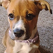 Summer Cali joined the competition — help win amazing prizes! adorable, animal, brown, carpet, closeup, collar, cute, dog, ears, eyes, fur, indoor, nose, pet, portrait, puppy, sitting, whiskers, white, young