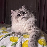 Mila Cardona joined the competition — help win amazing prizes! cat, fluffy_cat, long_hair, pet, whiskers, paw, blanket, lemon_pattern, bedspread, indoor, portrait, close_up, fur, domestic_cat, looking_up, cozy, soft_texture, curtain, bedroom, relaxed