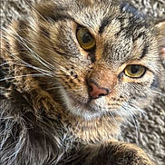 Milo is registered to the contest to win money with this photo: cat, tabby_cat, close_up, fur, whiskers, yellow_eyes, pet, animal, indoor, carpet, texture, curious, lying_down, soft, mammal, domestic_animal, portrait, feline, cute, relaxed