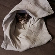 Felix participe au concours pour gagner de l'argent avec cette photo : abyssinian, animal, bag, blanket, cat, clothing, ferret, hardwood, homedecor, hood, kitten, linen, manx, pet, quilt, towel, wood