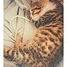 Felix participe au concours pour gagner de l'argent avec cette photo : abyssinian, animal, blanket, cat, chair, cushion, doctor, face, furniture, head, homedecor, kitten, manx, person, pet, photography, portrait, siamese, sleeping, veterinarian