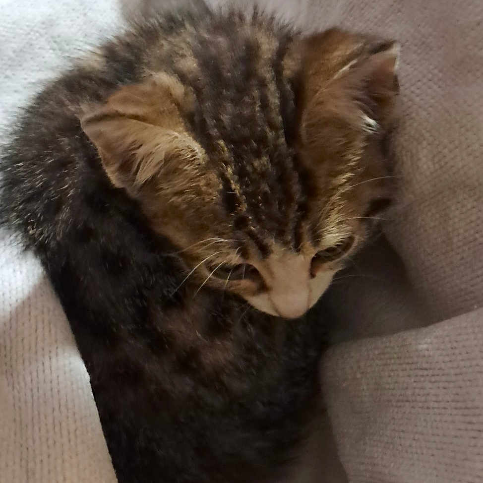 Felix
