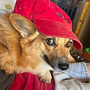 Mia is registered to the contest to win money with this photo: dog, red_cap, pet, indoor, corgi, fur, animal, relaxed, person, lap, clothing, hand, comfort, brown_eyes, ear, snout, resting, fabric, home, casual