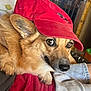dog, red_cap, pet, indoor, corgi, fur, animal, relaxed, person, lap, clothing, hand, comfort, brown_eyes, ear, snout, resting, fabric, home, casual