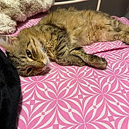 Mimi joined the competition — help win amazing prizes! animal, bed, bedspread, blanket, cat, cozy, cute, feline, fur, indoor, pattern, paw, pet, pink, relaxed, resting, sleepy, soft, tabby, whiskers