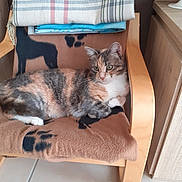 Princesse participe au concours pour gagner de l'argent avec cette photo : cat, calico_cat, chair, blanket, paw_prints, wooden_furniture, indoor, pet, animal, relaxed, feline, fur, green_eyes, resting, cozy, home, floor_tiles, comfort, domestic, cute