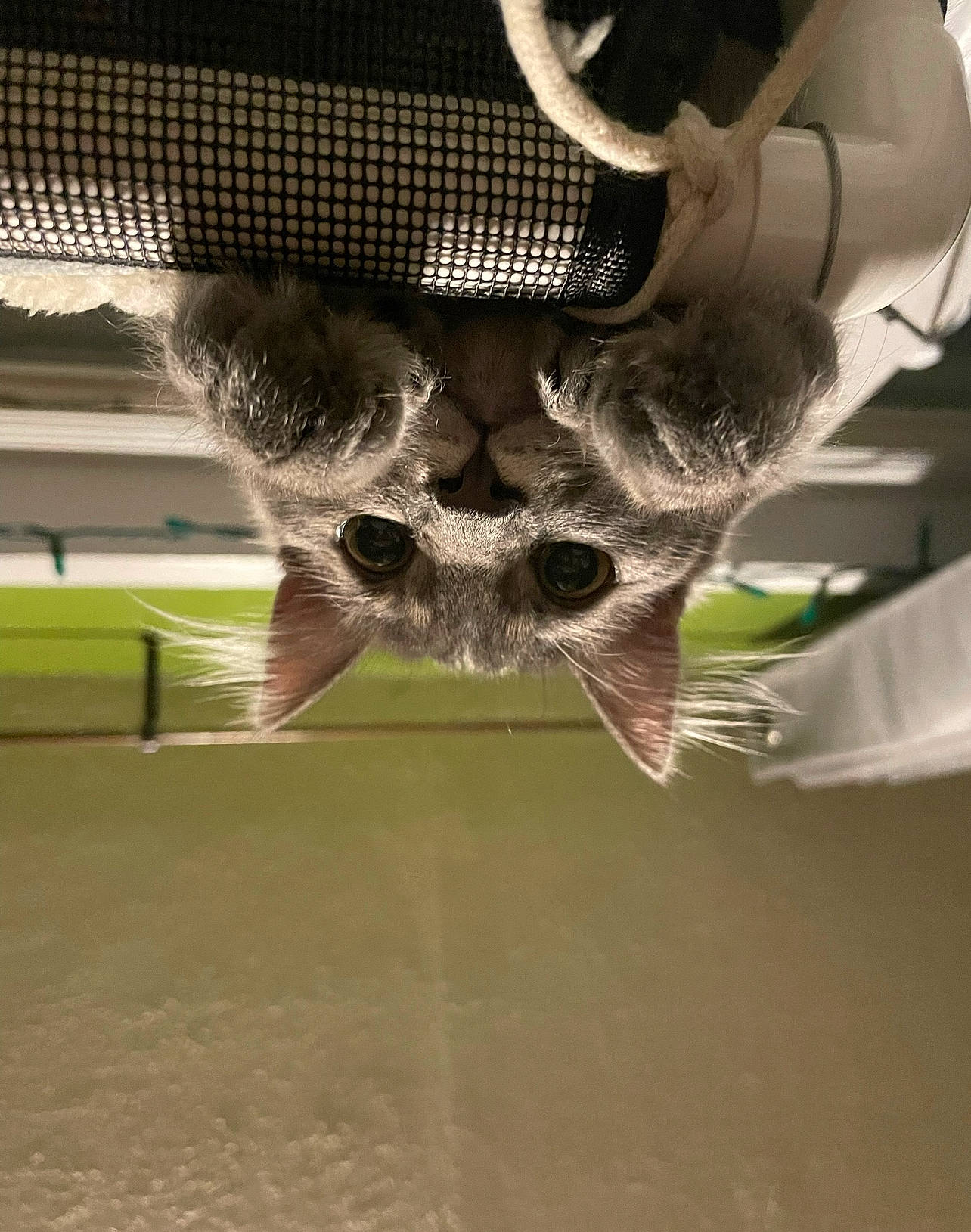 Ahsoka joined the competition — help win amazing prizes! audio_equipment, auto_part, automotive_design, automotive_exterior, automotive_lighting, automotive_tire, bumper, cat, eyewear, felidae, hood, mesh, personal_protective_equipment, small_to_medium_sized_cats, snout, sunglasses, tints_and_shades, vision_care, whiskers, wing