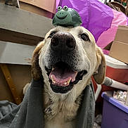 Jj joined the competition — help win amazing prizes! dog, smiling, blanket, toy, turtle, indoor, pet, animal, happy, mouth_open, fur, ears, nose, tongue, box, fabric, purple, plastic_container, sitting, closeup