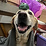 dog, smiling, blanket, toy, turtle, indoor, pet, animal, happy, mouth_open, fur, ears, nose, tongue, box, fabric, purple, plastic_container, sitting, closeup